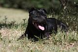 STAFFIE 377